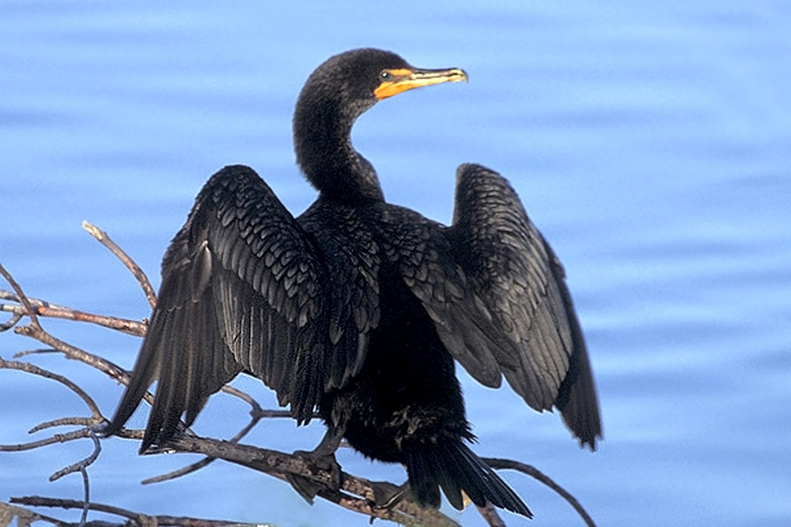 Double-crested cormorant at Ding Darling NWR (2004)