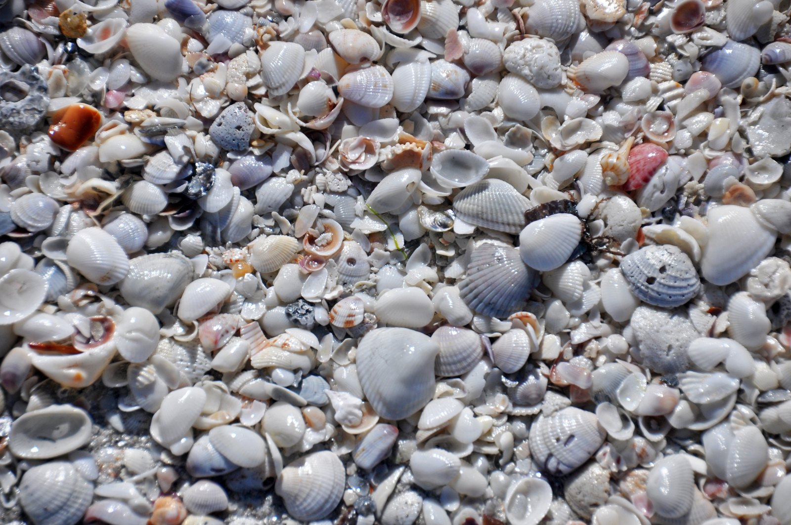 Mollusc shells at Algiers Beach / Gulfside City Park, Sanibel (2012)
